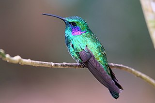 Algoritmo Hummingbird